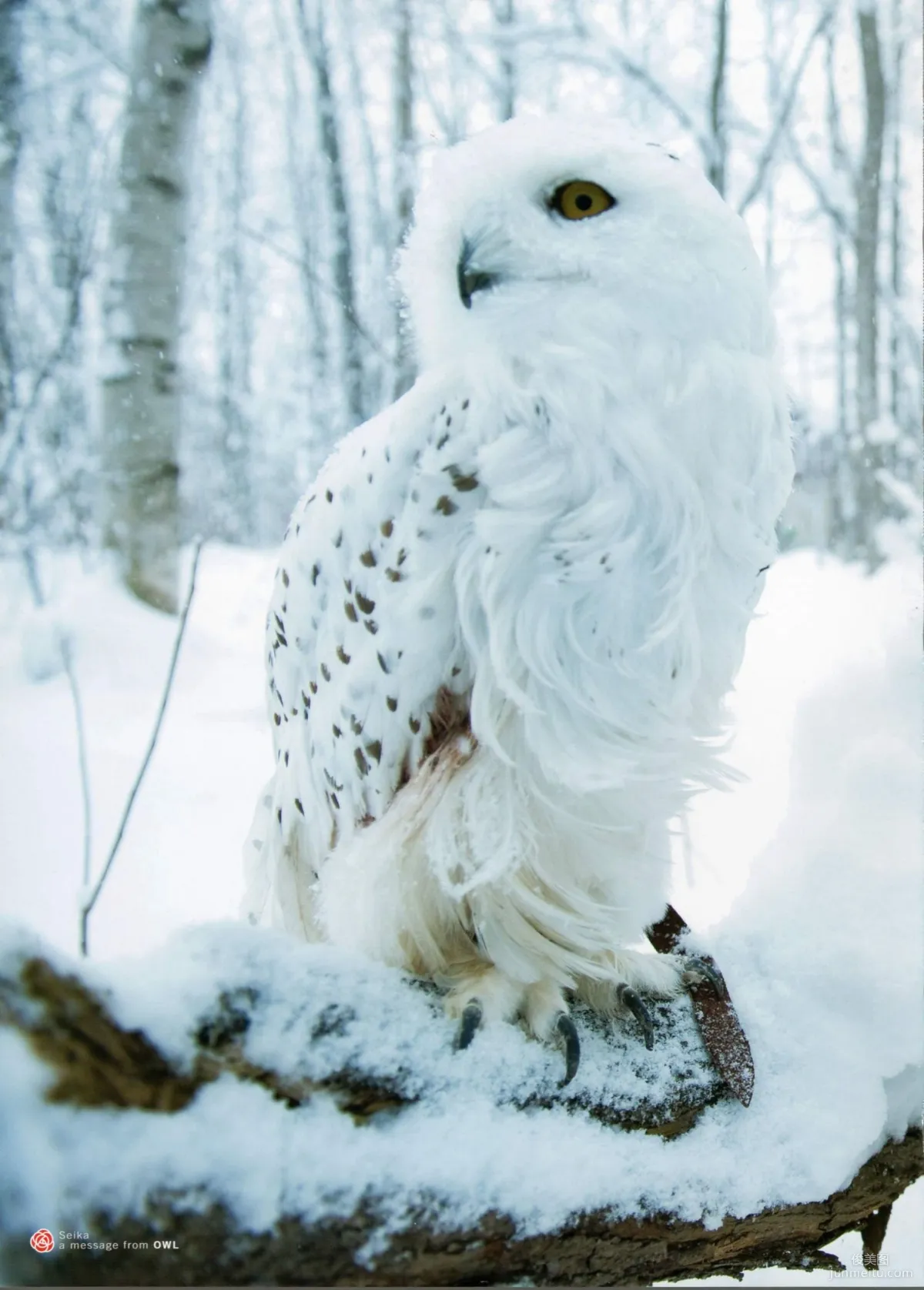 Seika Taketomi 竹富聖花 《A message from OWL》寫真集 97
