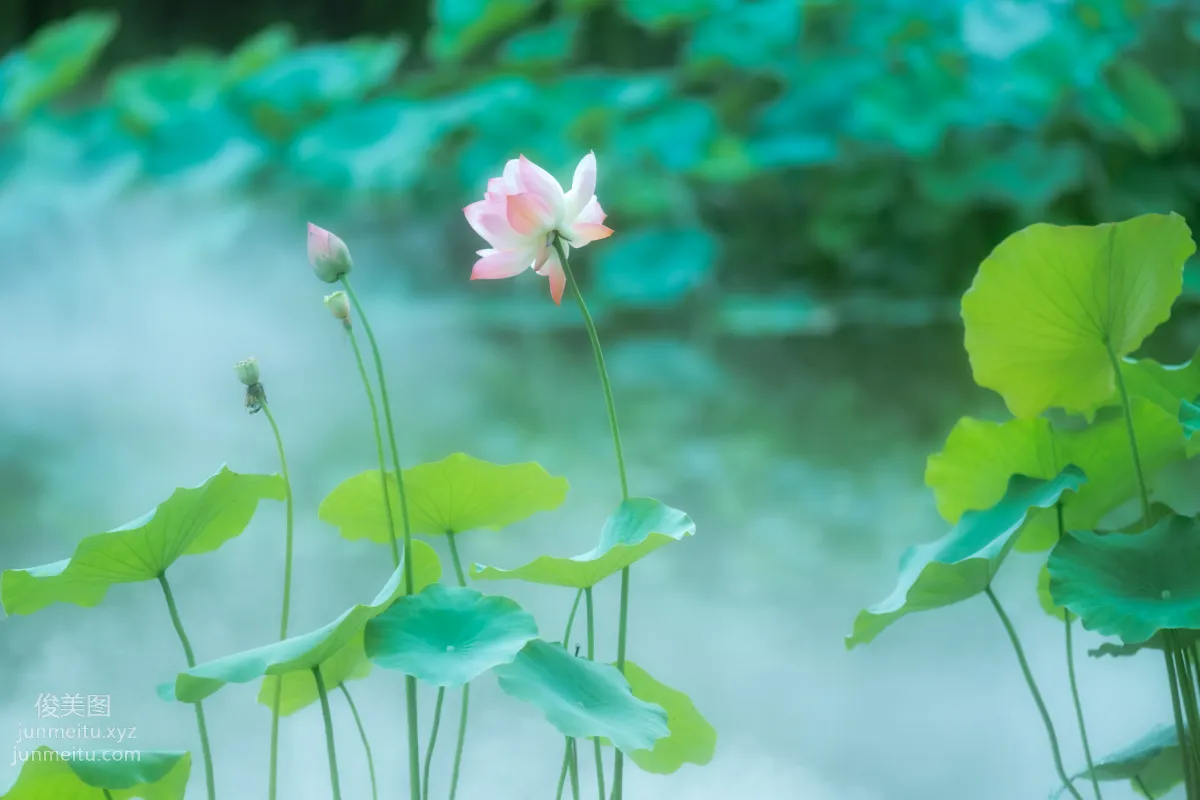 [YITUYU藝圖語]2021.12.25 雙生花 修水凝花 18