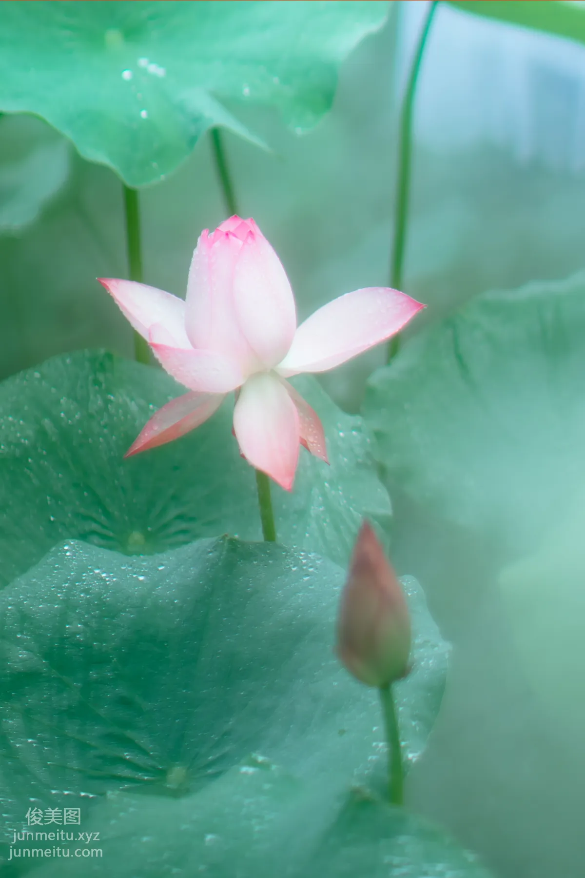 [YITUYU藝圖語]2021.12.25 雙生花 修水凝花 25