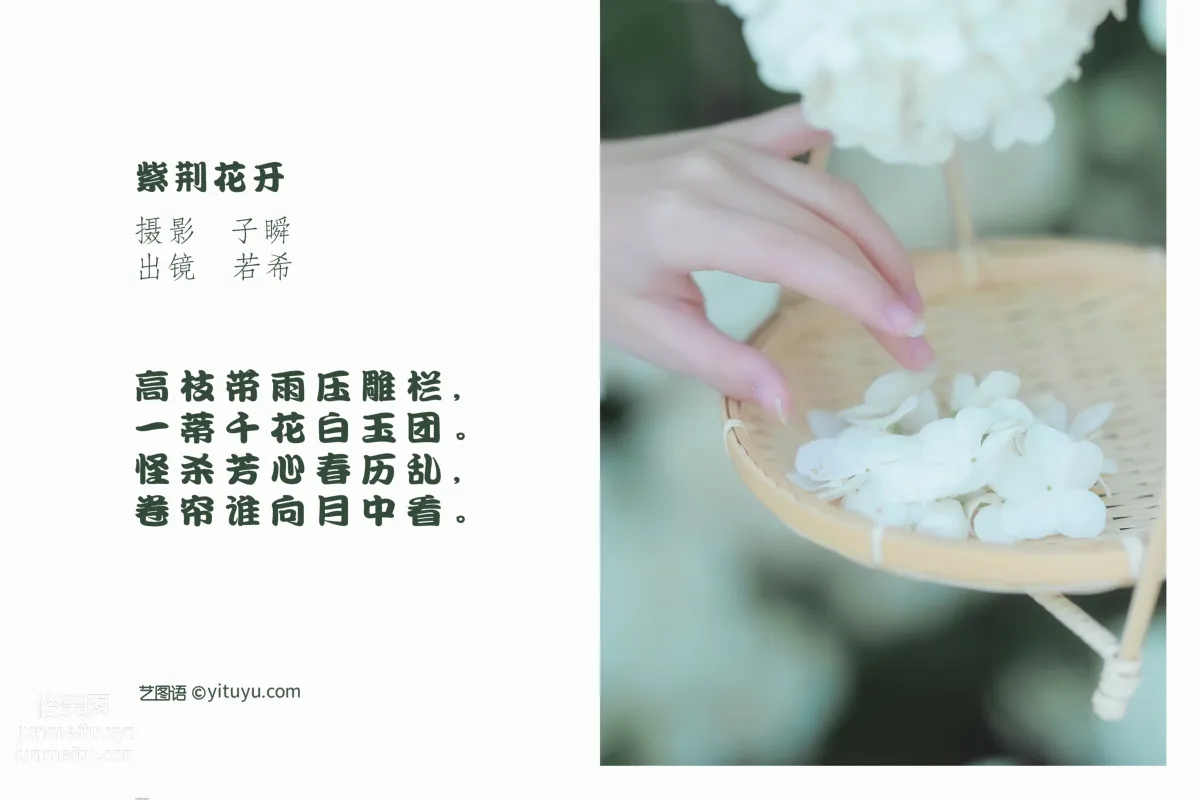 [藝圖語] 2022.05.20 紫荊花開 若希icy 2