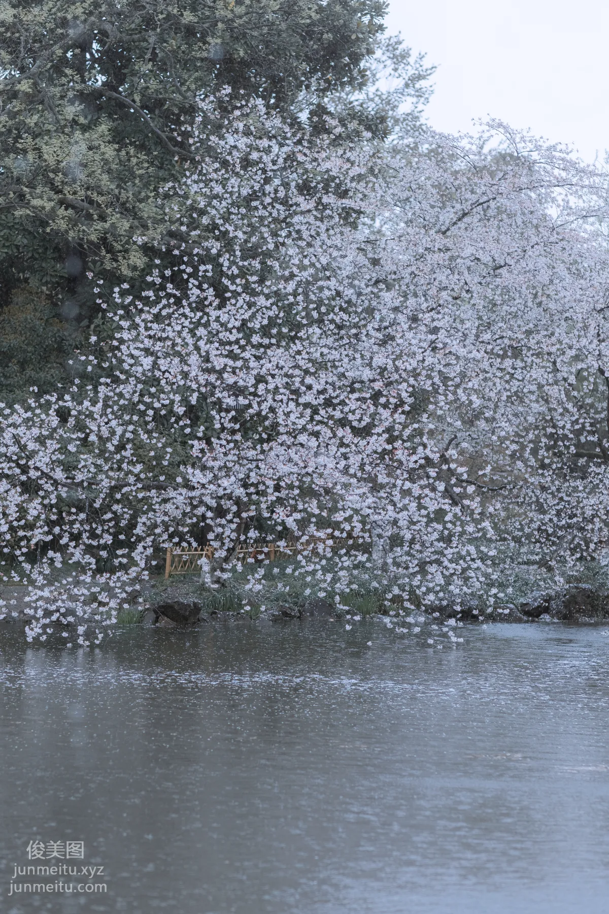 [藝圖語] 2022.05.25 雨櫻花 眸小妖 9