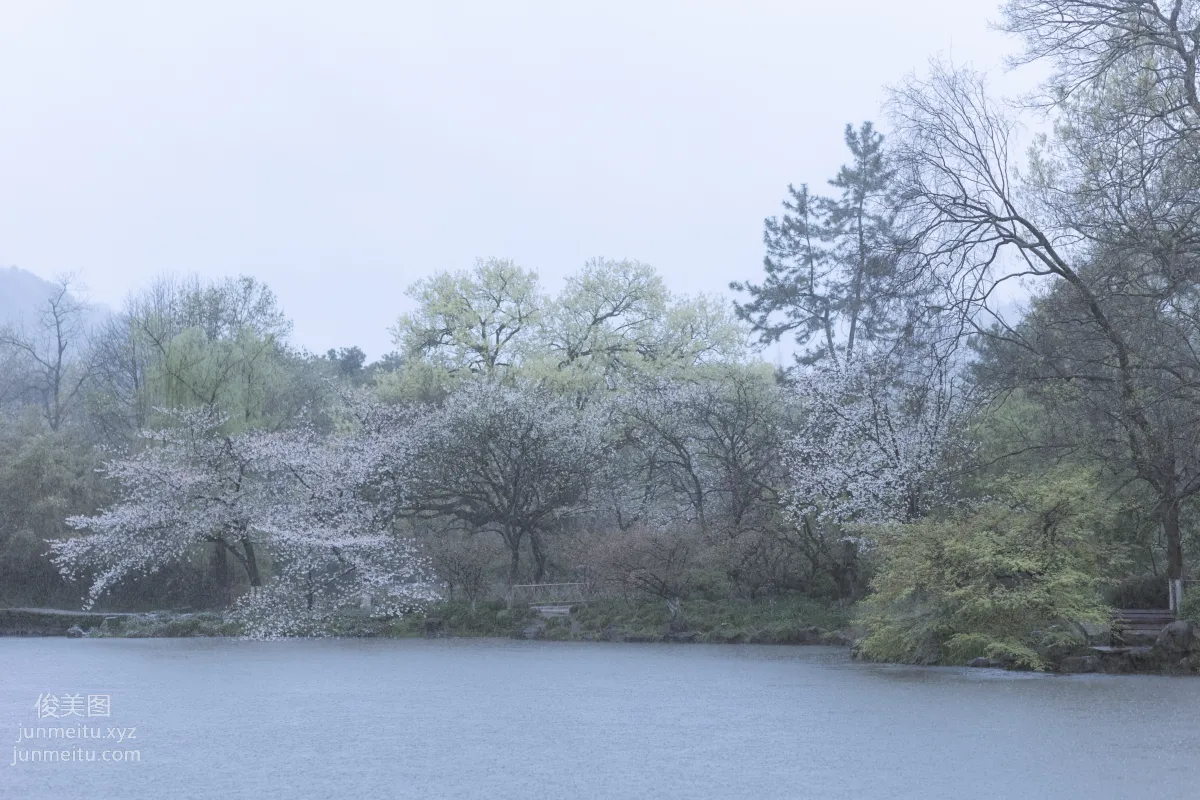 [藝圖語] 2022.05.25 雨櫻花 眸小妖 36