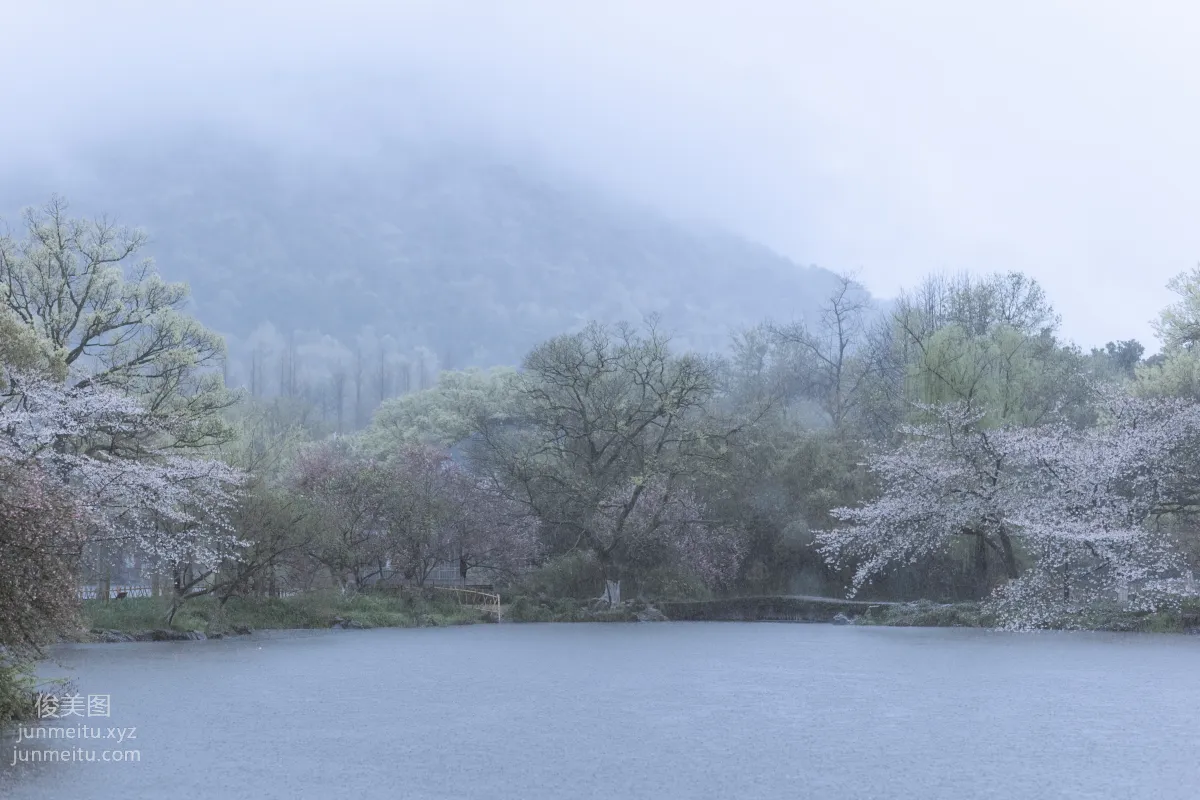 [藝圖語] 2022.05.25 雨櫻花 眸小妖 44